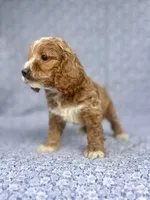 Dolly , a female Cockapoo for sale in Elkton, KY – 4 of 8