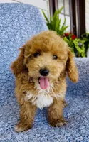 Ellie , a female Bichpoo for sale in Elkton, KY – 6 of 8