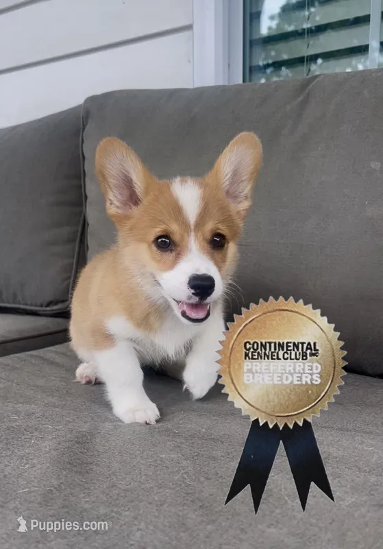 Nala  – Pembroke Welsh Corgi puppy for sale in Elkton, KY