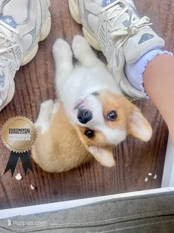 Minnie  – Pembroke Welsh Corgi puppy for sale in Elkton, KY