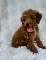 Grady , a male Poodle - Miniature  for sale in Elkton, KY – 8 of 8