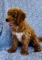 Harper , a female Bichpoo for sale in Elkton, KY – 7 of 8