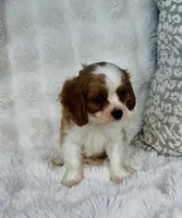 Charlie , a male Cavalier King Charles Spaniel for sale in Elkton, KY – 3 of 8