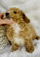 Beckett , a male Bichpoo for sale in Elkton, KY – Photo 8 of 8