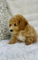 Beckett , a male Bichpoo for sale in Elkton, KY – Photo 6 of 8