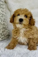 Beckett , a male Bichpoo for sale in Elkton, KY – Photo 1 of 8