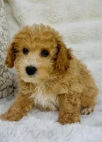 Beckett , a male Bichpoo for sale in Elkton, KY – Photo 3 of 8