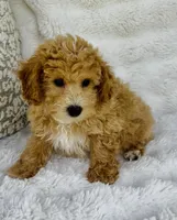 Beckett , a male Bichpoo for sale in Elkton, KY – Photo 5 of 8