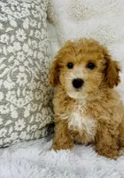 Beckett , a male Bichpoo for sale in Elkton, KY – Photo 7 of 8