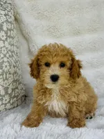 Beckett , a male Bichpoo for sale in Elkton, KY – Photo 4 of 8