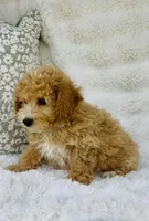 Beckett , a male Bichpoo for sale in Elkton, KY – Photo 2 of 8