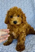 Arlo , a male Bichpoo for sale in Elkton, KY – 8 of 9