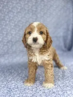Lady , a female Cockapoo for sale in Elkton, KY – 8 of 8