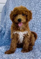 Harper , a female Bichpoo for sale in Elkton, KY – 1 of 8