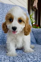 Katie , a female Bichon Frise and Cavapoo for sale in Elkton, KY – 2 of 8