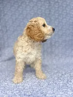 Charming , a male Cockapoo for sale in Elkton, KY – 5 of 5