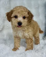 Wells , a male Poodle - Miniature  for sale in Elkton, KY – 4 of 10