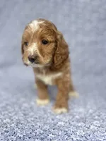 Dolly , a female Cockapoo for sale in Elkton, KY – 2 of 8