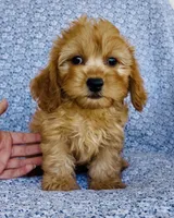 Rhett , a male Bichon Frise and Cavapoo for sale in Elkton, KY – 4 of 7