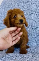 Phoebe, a female Bichpoo for sale in Elkton, KY – 7 of 9
