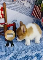 Minnie , a female Pembroke Welsh Corgi for sale in Elkton, KY – 6 of 10