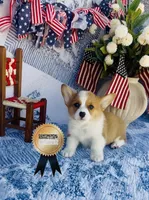 Minnie , a female Pembroke Welsh Corgi for sale in Elkton, KY – 3 of 10