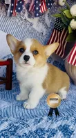Minnie , a female Pembroke Welsh Corgi for sale in Elkton, KY – 4 of 10