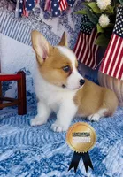 Minnie , a female Pembroke Welsh Corgi for sale in Elkton, KY – 8 of 10