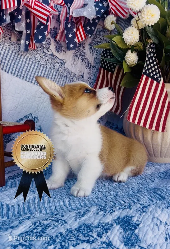 Minnie  – Pembroke Welsh Corgi puppy for sale in Elkton, KY