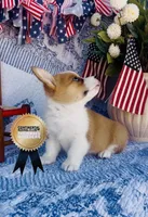 Minnie , a female Pembroke Welsh Corgi for sale in Elkton, KY – 9 of 10