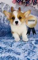 Minnie , a female Pembroke Welsh Corgi for sale in Elkton, KY – 2 of 10