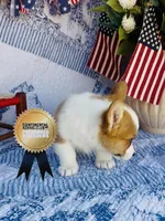 Minnie , a female Pembroke Welsh Corgi for sale in Elkton, KY – 5 of 10