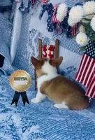 Minnie , a female Pembroke Welsh Corgi for sale in Elkton, KY – 10 of 10