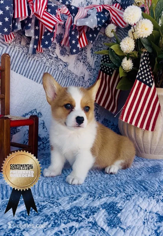 Minnie  – Pembroke Welsh Corgi puppy for sale in Elkton, KY