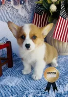 Minnie , a female Pembroke Welsh Corgi for sale in Elkton, KY – 7 of 10