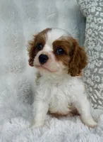 Charlie , a male Cavalier King Charles Spaniel for sale in Elkton, KY – 1 of 8