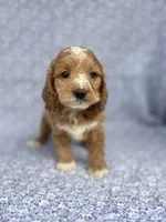Dolly , a female Cockapoo for sale in Elkton, KY – 8 of 8