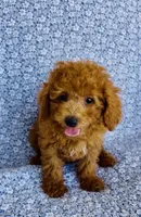 Phoebe, a female Bichpoo for sale in Elkton, KY – 5 of 9