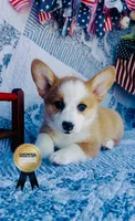 Charlotte , a female Pembroke Welsh Corgi for sale in Elkton, KY – 3 of 10