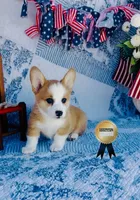 Charlotte , a female Pembroke Welsh Corgi for sale in Elkton, KY – 2 of 10