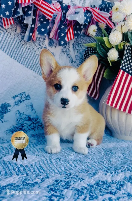 Charlotte  – Pembroke Welsh Corgi puppy for sale in Elkton, KY