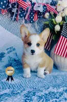 Charlotte , a female Pembroke Welsh Corgi for sale in Elkton, KY – 1 of 10