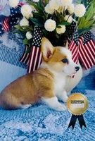 Charlotte , a female Pembroke Welsh Corgi for sale in Elkton, KY – 6 of 10