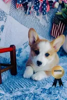 Charlotte , a female Pembroke Welsh Corgi for sale in Elkton, KY – 9 of 10