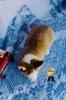 Charlotte , a female Pembroke Welsh Corgi for sale in Elkton, KY – 10 of 10