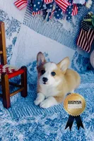 Charlotte , a female Pembroke Welsh Corgi for sale in Elkton, KY – 8 of 10