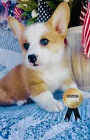 Charlotte , a female Pembroke Welsh Corgi for sale in Elkton, KY – 5 of 10