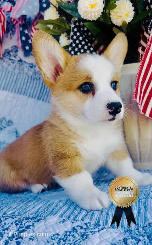 Charlotte  – Pembroke Welsh Corgi puppy on hold in Elkton, KY
