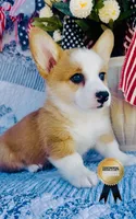 Charlotte , a female Pembroke Welsh Corgi for sale in Elkton, KY – 4 of 10