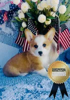 Charlotte , a female Pembroke Welsh Corgi for sale in Elkton, KY – 7 of 10